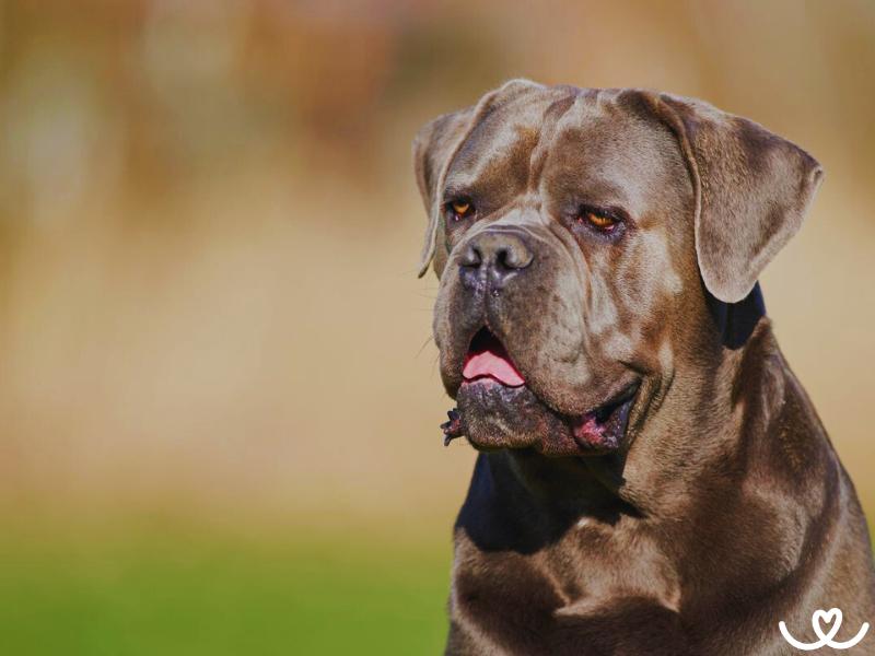 Psi-plemeno-cane-corso (11)